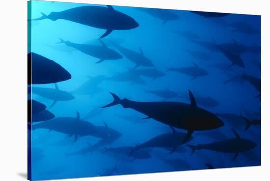 Atlantic Bluefin Tuna (Thunnus Thynnus) Shoal, Captive, Malta, Mediteranean, May 2009-Zankl-Stretched Canvas