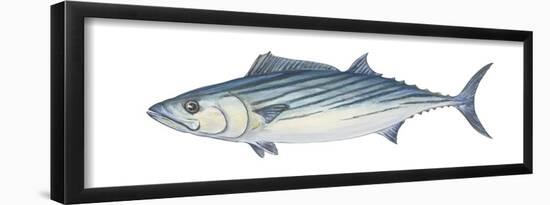 Atlantic Bonito (Sarda Sarda), Fishes-Encyclopaedia Britannica-Framed Poster