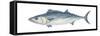 Atlantic Bonito (Sarda Sarda), Fishes-Encyclopaedia Britannica-Framed Stretched Canvas