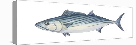 Atlantic Bonito (Sarda Sarda), Fishes-Encyclopaedia Britannica-Stretched Canvas