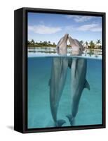 Atlantic Bottlenose Dolphins kissing-Stephen Frink-Framed Stretched Canvas