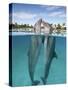 Atlantic Bottlenose Dolphins kissing-Stephen Frink-Stretched Canvas