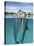 Atlantic Bottlenose Dolphins kissing-Stephen Frink-Stretched Canvas