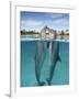 Atlantic Bottlenose Dolphins kissing-Stephen Frink-Framed Photographic Print