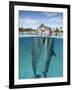 Atlantic Bottlenose Dolphins kissing-Stephen Frink-Framed Photographic Print