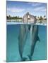 Atlantic Bottlenose Dolphins kissing-Stephen Frink-Mounted Photographic Print