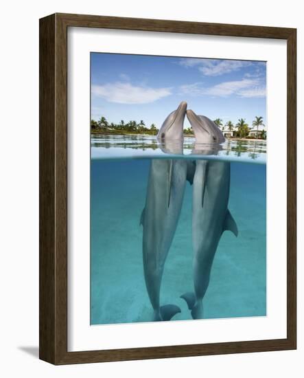 Atlantic Bottlenose Dolphins kissing-Stephen Frink-Framed Photographic Print
