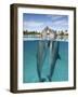 Atlantic Bottlenose Dolphins kissing-Stephen Frink-Framed Photographic Print