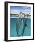 Atlantic Bottlenose Dolphins kissing-Stephen Frink-Framed Photographic Print