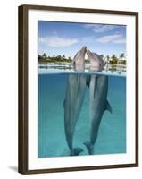 Atlantic Bottlenose Dolphins kissing-Stephen Frink-Framed Photographic Print