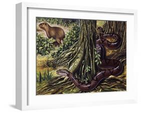 Atlantic Bushmaster (Lachesis Mutus), Viperidae-null-Framed Giclee Print