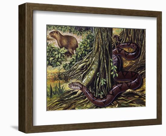 Atlantic Bushmaster (Lachesis Mutus), Viperidae-null-Framed Giclee Print