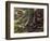 Atlantic Bushmaster (Lachesis Mutus), Viperidae-null-Framed Giclee Print