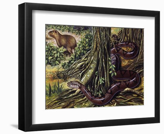 Atlantic Bushmaster (Lachesis Mutus), Viperidae-null-Framed Premium Giclee Print