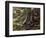 Atlantic Bushmaster (Lachesis Mutus), Viperidae-null-Framed Premium Giclee Print