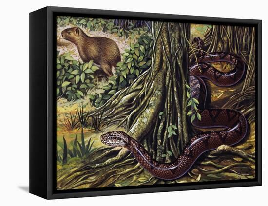 Atlantic Bushmaster (Lachesis Mutus), Viperidae-null-Framed Stretched Canvas