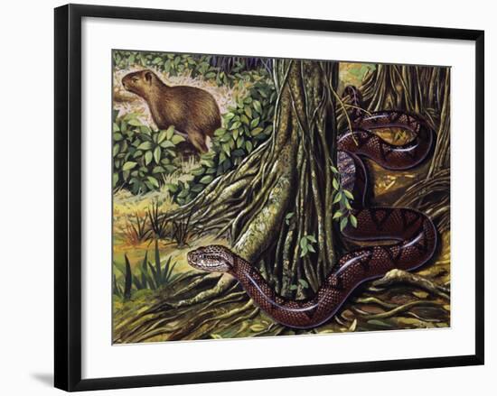 Atlantic Bushmaster (Lachesis Mutus), Viperidae-null-Framed Giclee Print