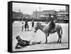 Atlantic City: Donkey-null-Framed Stretched Canvas