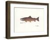 Atlantic Fish-Ron Pittard-Framed Art Print