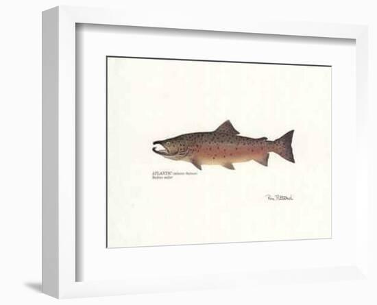 Atlantic Fish-Ron Pittard-Framed Art Print