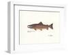 Atlantic Fish-Ron Pittard-Framed Art Print