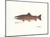 Atlantic Fish-Ron Pittard-Mounted Art Print