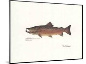 Atlantic Fish-Ron Pittard-Mounted Art Print