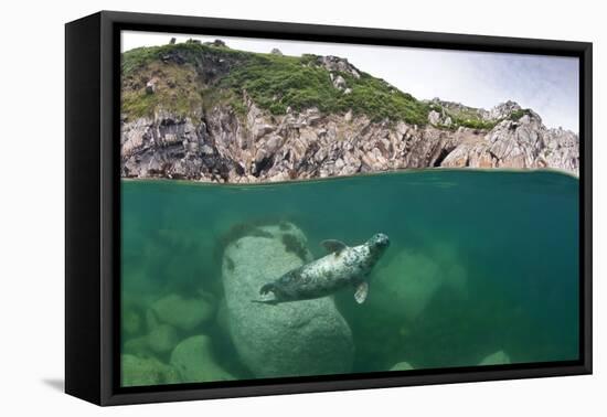 Atlantic Grey Seal (Halichoerus Grypus) Swimming Beneath the Surface, Lundy Island, Devon, England-Alex Mustard-Framed Stretched Canvas