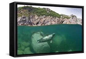 Atlantic Grey Seal (Halichoerus Grypus) Swimming Beneath the Surface, Lundy Island, Devon, England-Alex Mustard-Framed Stretched Canvas