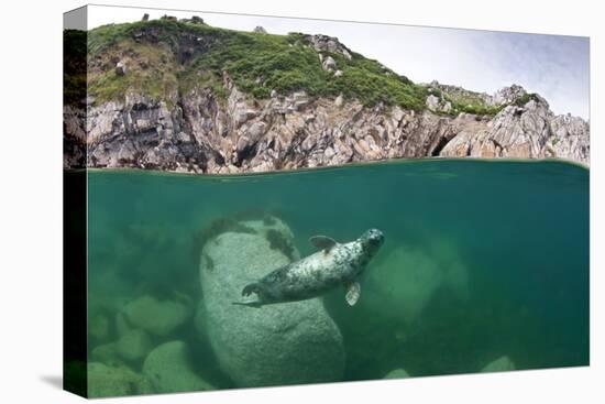Atlantic Grey Seal (Halichoerus Grypus) Swimming Beneath the Surface, Lundy Island, Devon, England-Alex Mustard-Stretched Canvas