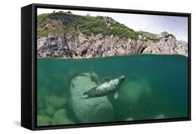 Atlantic Grey Seal (Halichoerus Grypus) Swimming Beneath the Surface, Lundy Island, Devon, England-Alex Mustard-Framed Stretched Canvas