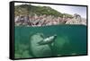 Atlantic Grey Seal (Halichoerus Grypus) Swimming Beneath the Surface, Lundy Island, Devon, England-Alex Mustard-Framed Stretched Canvas