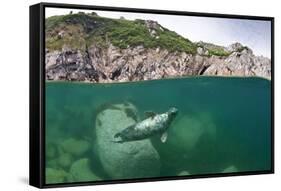 Atlantic Grey Seal (Halichoerus Grypus) Swimming Beneath the Surface, Lundy Island, Devon, England-Alex Mustard-Framed Stretched Canvas