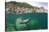 Atlantic Grey Seal (Halichoerus Grypus) Swimming Beneath the Surface, Lundy Island, Devon, England-Alex Mustard-Stretched Canvas