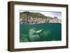 Atlantic Grey Seal (Halichoerus Grypus) Swimming Beneath the Surface, Lundy Island, Devon, England-Alex Mustard-Framed Premium Photographic Print