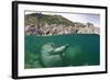 Atlantic Grey Seal (Halichoerus Grypus) Swimming Beneath the Surface, Lundy Island, Devon, England-Alex Mustard-Framed Photographic Print