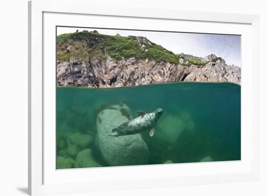 Atlantic Grey Seal (Halichoerus Grypus) Swimming Beneath the Surface, Lundy Island, Devon, England-Alex Mustard-Framed Photographic Print