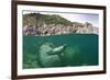 Atlantic Grey Seal (Halichoerus Grypus) Swimming Beneath the Surface, Lundy Island, Devon, England-Alex Mustard-Framed Photographic Print