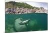 Atlantic Grey Seal (Halichoerus Grypus) Swimming Beneath the Surface, Lundy Island, Devon, England-Alex Mustard-Mounted Photographic Print