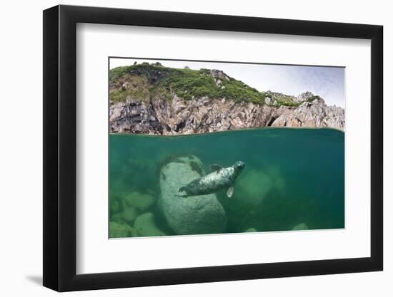 Atlantic Grey Seal (Halichoerus Grypus) Swimming Beneath the Surface, Lundy Island, Devon, England-Alex Mustard-Framed Photographic Print