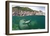 Atlantic Grey Seal (Halichoerus Grypus) Swimming Beneath the Surface, Lundy Island, Devon, England-Alex Mustard-Framed Photographic Print