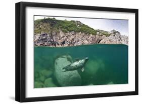 Atlantic Grey Seal (Halichoerus Grypus) Swimming Beneath the Surface, Lundy Island, Devon, England-Alex Mustard-Framed Photographic Print