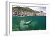 Atlantic Grey Seal (Halichoerus Grypus) Swimming Beneath the Surface, Lundy Island, Devon, England-Alex Mustard-Framed Photographic Print