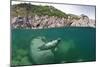 Atlantic Grey Seal (Halichoerus Grypus) Swimming Beneath the Surface, Lundy Island, Devon, England-Alex Mustard-Mounted Photographic Print