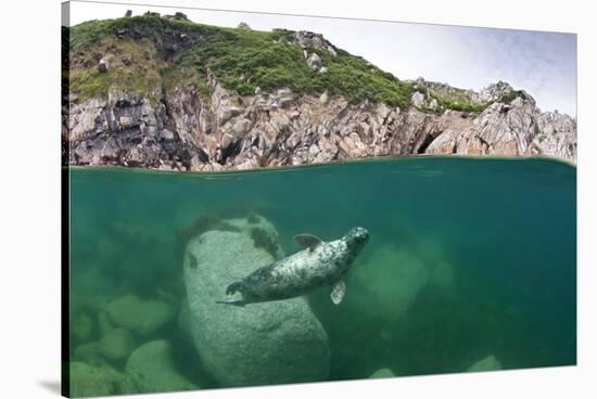 Atlantic Grey Seal (Halichoerus Grypus) Swimming Beneath the Surface, Lundy Island, Devon, England-Alex Mustard-Stretched Canvas