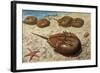 Atlantic Horseshoe Crab (Limulus Polyphemus), Limulidae-null-Framed Giclee Print