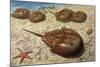 Atlantic Horseshoe Crab (Limulus Polyphemus), Limulidae-null-Mounted Giclee Print