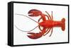 Atlantic Lobster-David Nunuk-Framed Stretched Canvas