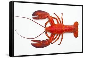 Atlantic Lobster-David Nunuk-Framed Stretched Canvas