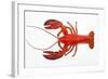 Atlantic Lobster-David Nunuk-Framed Premium Photographic Print